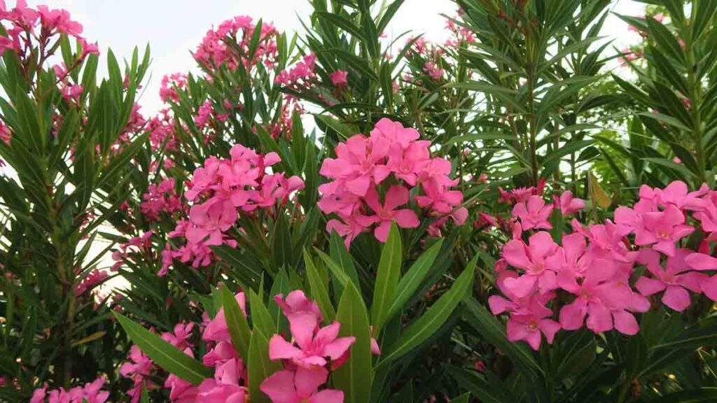 เครื่องบดสมุนไพร ใช้บดอะไร ยี่โถ