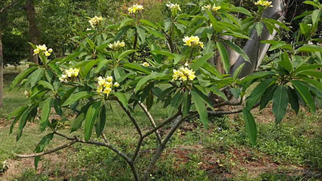 เครื่องบดสมุนไพร ใช้บดอะไร ลีลาวดี