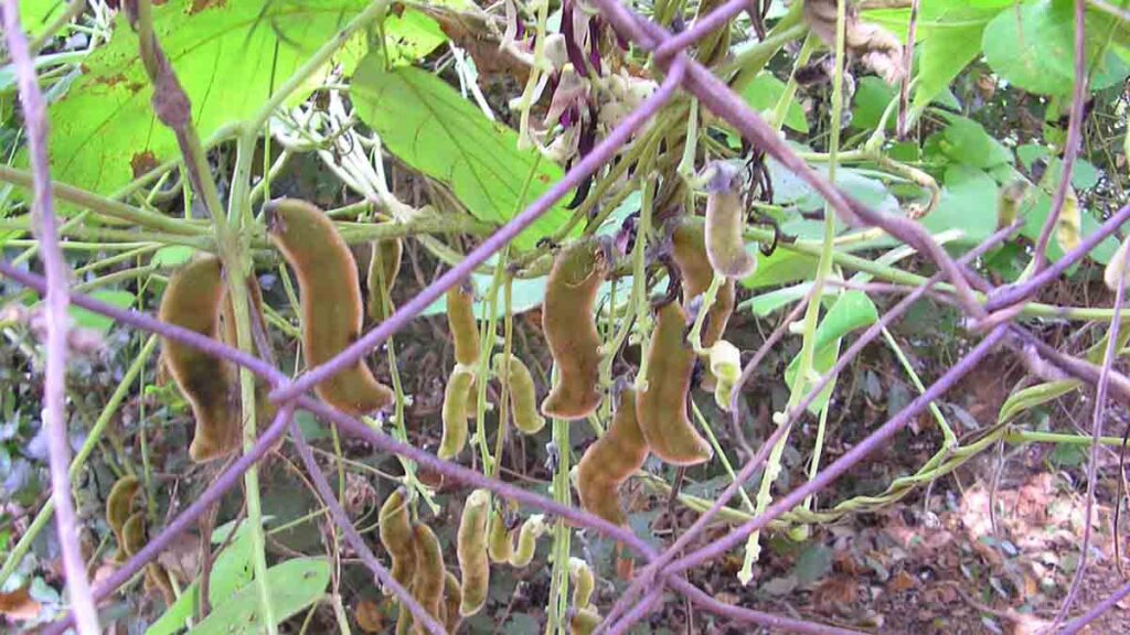 เครื่องบดสมุนไพร ใช้บดอะไร หมามุ่ย