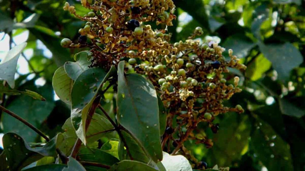 เครื่องบดสมุนไพร ใช้บดอะไร ตีนนก