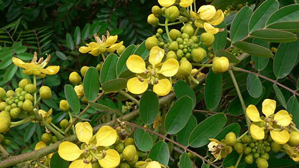 เครื่องบดสมุนไพร ใช้บดอะไร ขี้เหล็ก