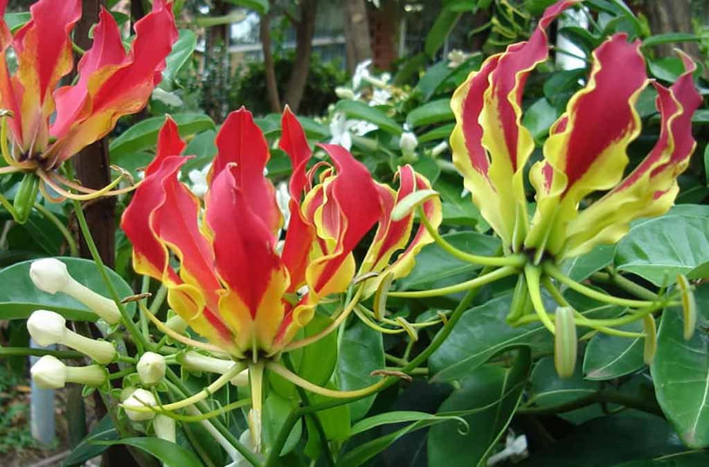 เครื่องบดสมุนไพร ใช้บดอะไร ดองดึง