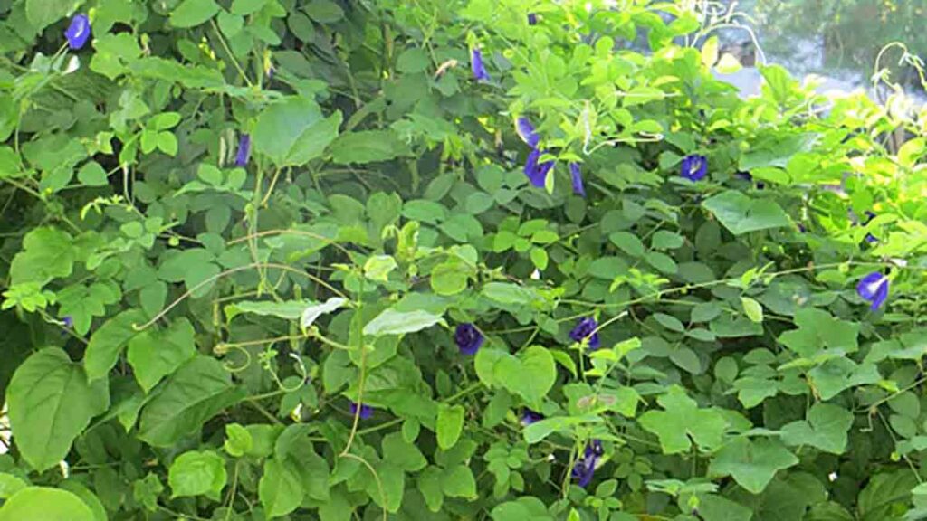 เครื่องบดสมุนไพร ใช้บดอะไร อัญชัน