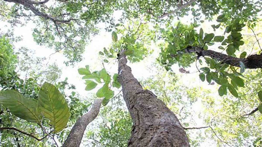 เครื่องบดสมุนไพร ใช้บดอะไร เต็ง