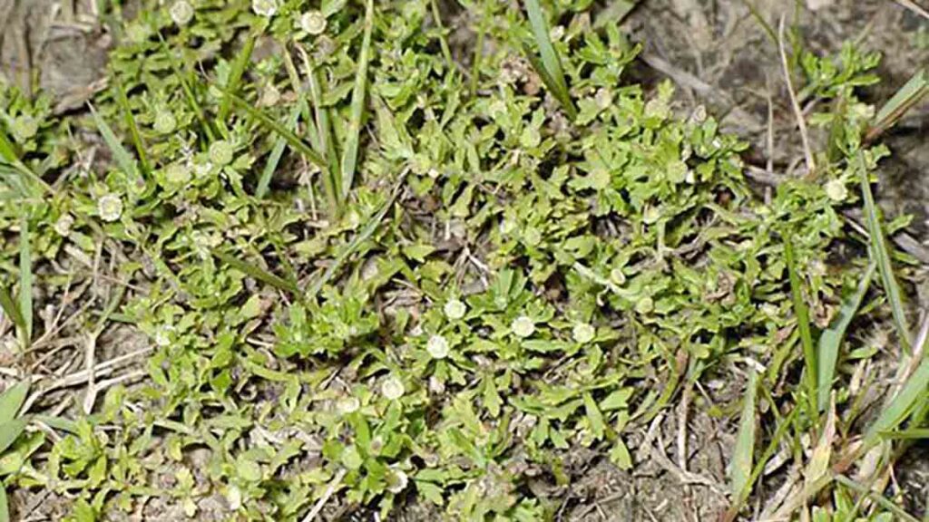 เครื่องบดสมุนไพร ใช้บดอะไร กระต่ายจันทร์