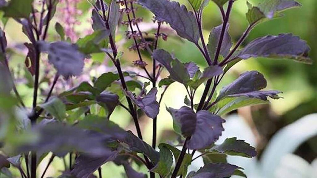 เครื่องบดสมุนไพร ใช้บดอะไร กะเพราแดง