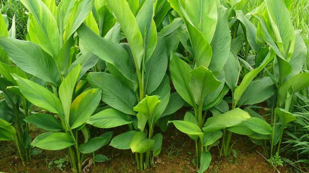 เครื่องบดสมุนไพร ใช้บดอะไร ขมิ้นชัน