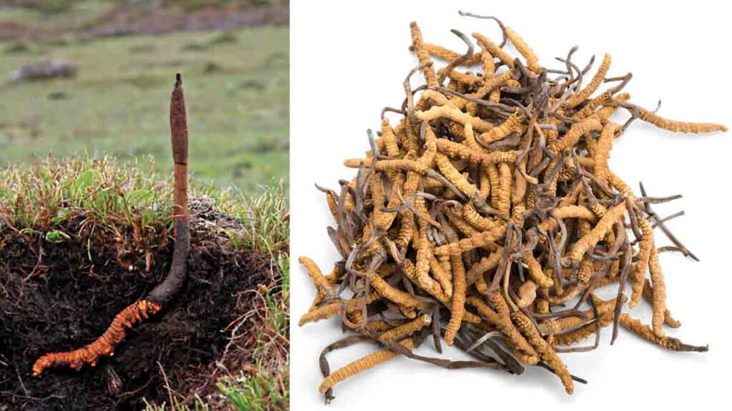 เครื่องบดสมุนไพร ใช้บดอะไร ถั่งเช่า